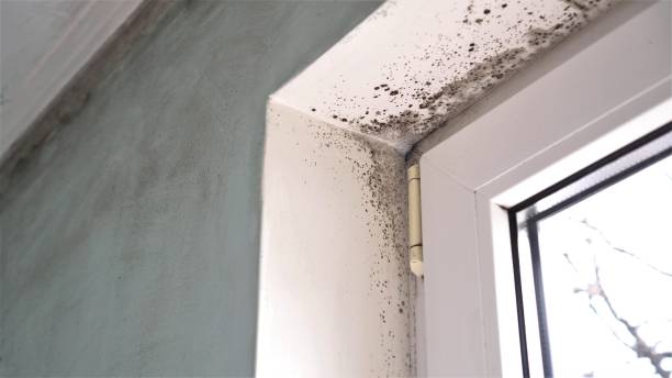 Crawl Space Mold Removal in Butler, AL