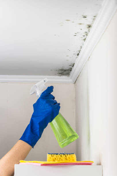 Best Residential Mold Removal  in Butler, AL